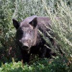 Big male boar in Saskatchewan