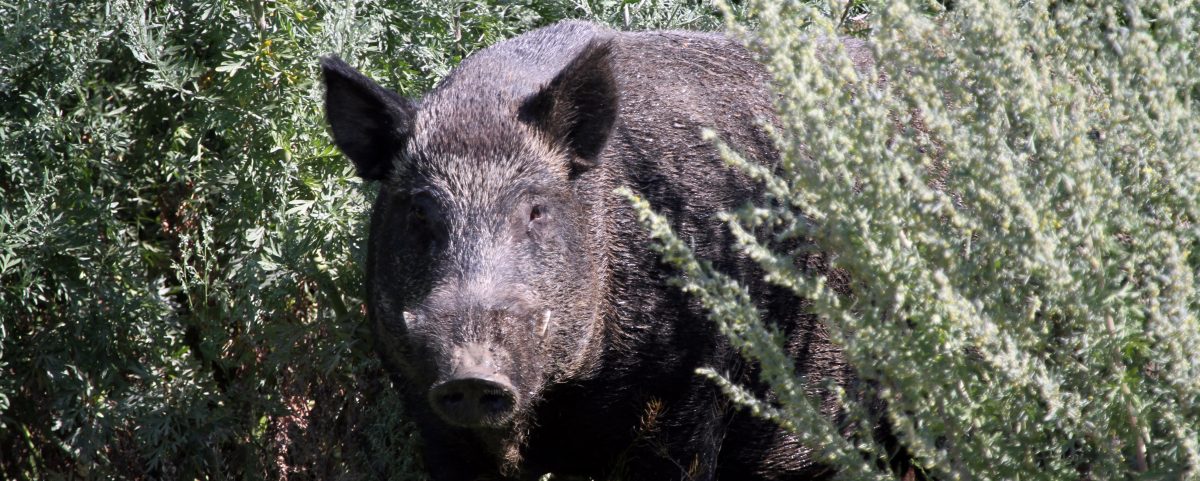 Wild Pigs In Canada